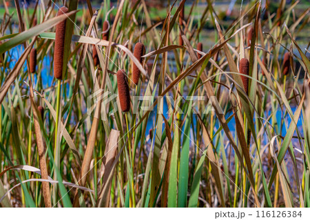 【紅葉素材】秋の志賀高原・蓮池のガマの穂【長野県】 116126384