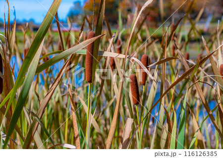 【紅葉素材】秋の志賀高原・蓮池のガマの穂【長野県】 116126385