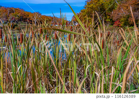 【紅葉素材】秋の志賀高原・蓮池のガマの穂【長野県】 【紅葉素材】秋の志賀高原・蓮池のガマの穂【長野県】 116126389