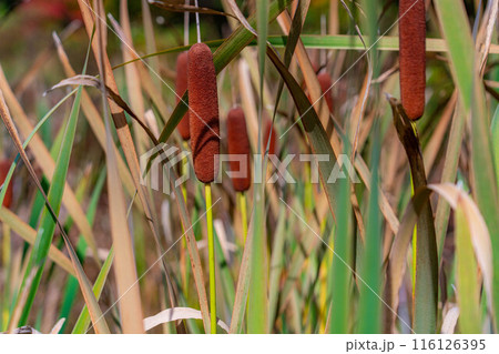 【紅葉素材】秋の志賀高原・蓮池のガマの穂【長野県】 116126395
