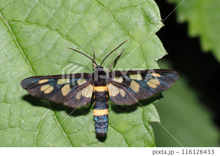 カノコガ 116126433