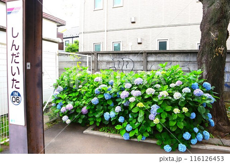 紫陽花咲く新代田駅 紫陽花咲く新代田駅 116126453