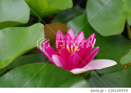 蓮の花 蓮の花 116126459