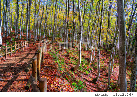 【森林素材】秋の美人林【新潟県】 116126547