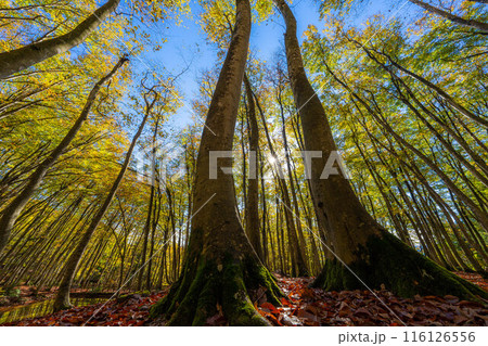 【森林素材】秋の美人林【新潟県】 116126556