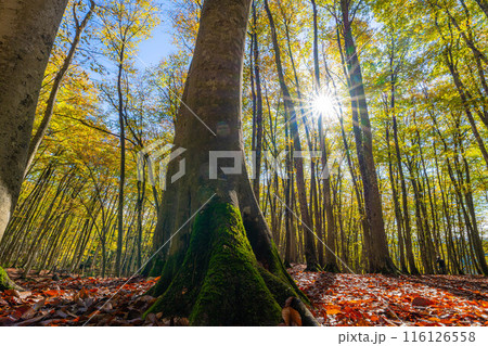 【森林素材】秋の美人林【新潟県】 【森林素材】秋の美人林【新潟県】 116126558