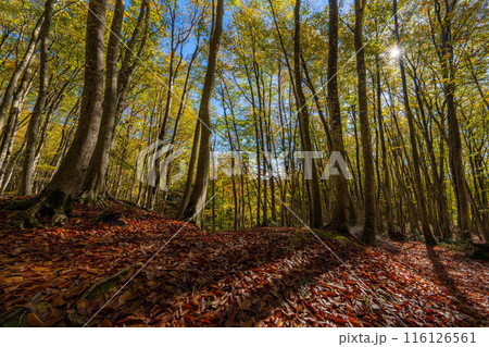 【森林素材】秋の美人林【新潟県】 116126561