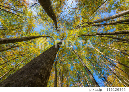 【森林素材】秋の美人林【新潟県】 116126563