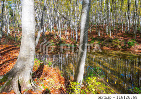 【森林素材】秋の美人林【新潟県】 116126569