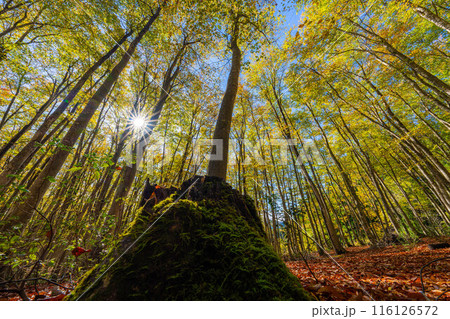 【森林素材】秋の美人林【新潟県】 116126572