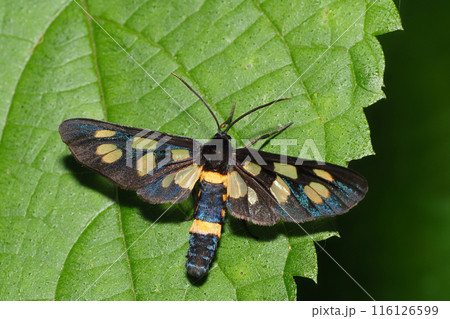 カノコガ 116126599