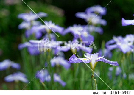 青い花菖蒲が満開 青い花菖蒲が満開 116126941