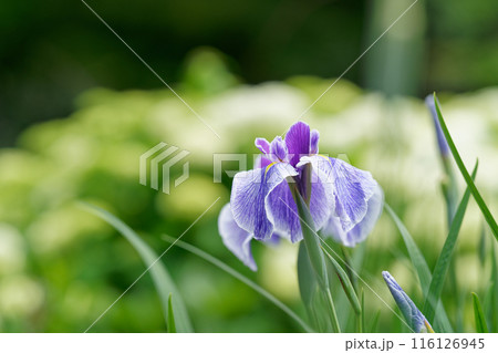 雨に濡れる花菖蒲 116126945