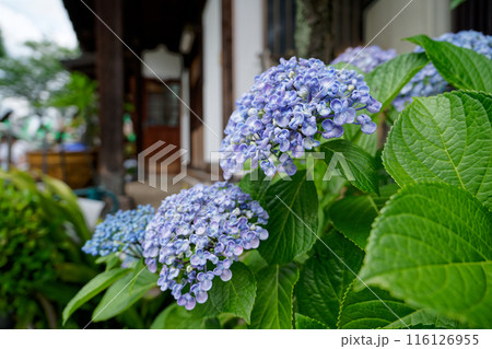神社と青い紫陽花 神社と青い紫陽花 116126955