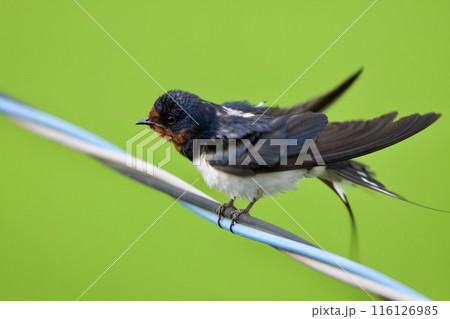 ツバメ swallow / Japan 116126985