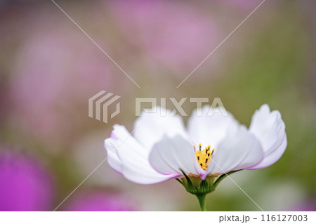 白いコスモス 116127003
