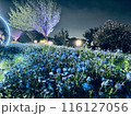 青い花 116127056