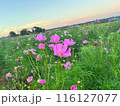夕日に照らされるコスモス 116127077