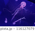 漂うクラゲ 116127079