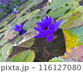 水面に浮かぶ睡蓮の花 116127080