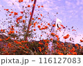 秋空に映える柿 116127083