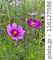 秋の花コスモスの蜜を吸う蜂 116127086