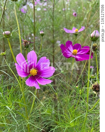 秋の花コスモスの蜜を吸う蜂 秋の花コスモスの蜜を吸う蜂 116127086