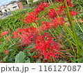 赤い彼岸花 116127087