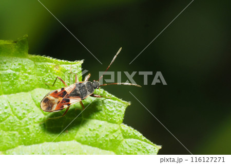 チャモンナガカメムシ チャモンナガカメムシ 116127271