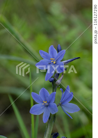 水田に咲く紫色の綺麗な花 116127290