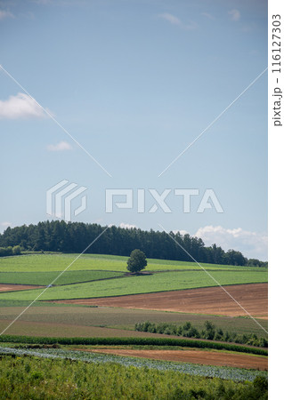 夏の緑の畑作地帯 116127303