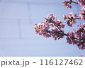 桜 116127462