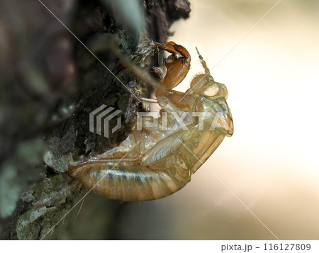 夏の終わりの蝉の抜け殻 夏の終わりの蝉の抜け殻 116127809