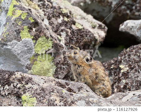 然別湖のナキウサギ 然別湖のナキウサギ 116127926