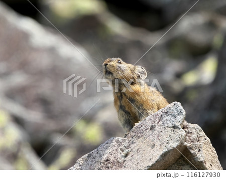 然別湖のナキウサギ 116127930