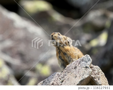 然別湖のナキウサギ 116127931