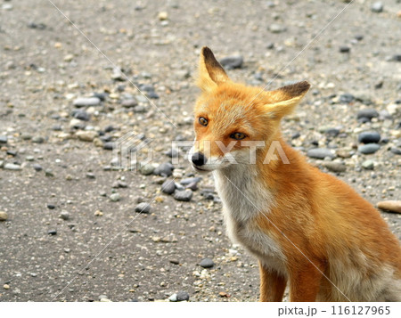 夏のキタキツネ 夏のキタキツネ 116127965