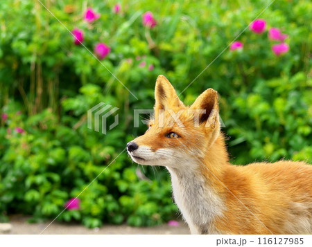 夏のキタキツネ 116127985