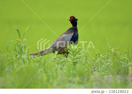キジ pheasant / Japan 116128022