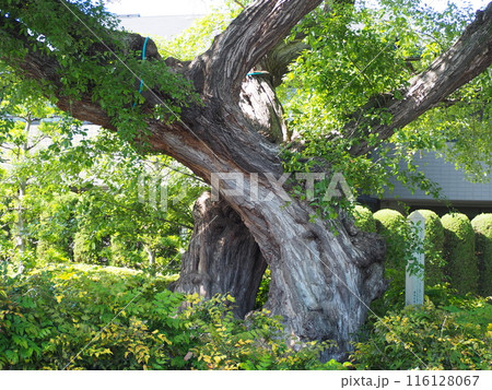 井頭のヤナギ 116128067