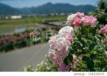 高原の青空に咲くピンクのバラ 116128133