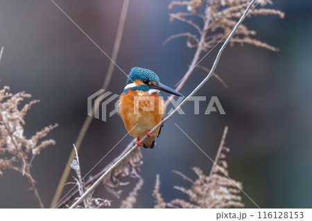 セイタカアワダチソウにとまって獲物を狙うカワセミ成鳥 116128153