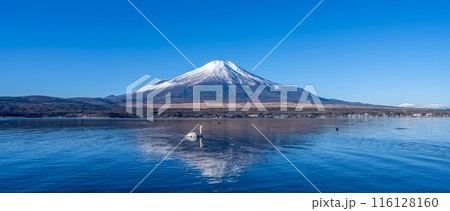 山中湖の湖畔から見た富士山と白鳥のコラボ情景 山中湖の湖畔から見た富士山と白鳥のコラボ情景 116128160