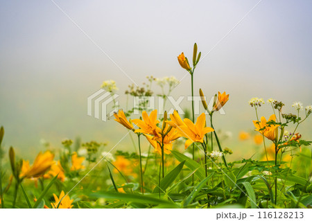 【栃木県】日光・霧降高原 キスゲ平園地のニッコウキスゲ 【栃木県】日光・霧降高原 キスゲ平園地のニッコウキスゲ 116128213