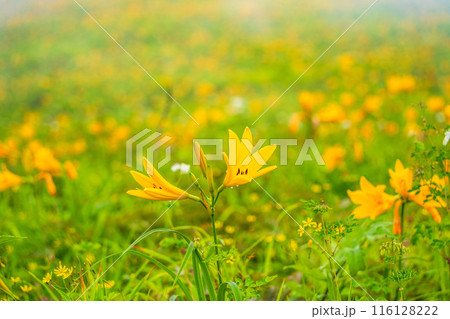 【栃木県】日光・霧降高原  キスゲ平園地のニッコウキスゲ 116128222