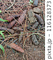Dry pine  116128373