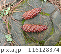 Pine cones  116128374