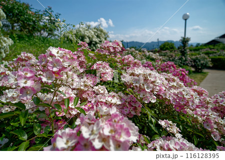 高原の公園に咲くバラ 高原の公園に咲くバラ 116128395