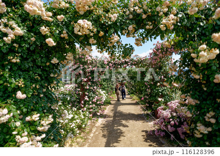 バラのアーチのある道 116128396