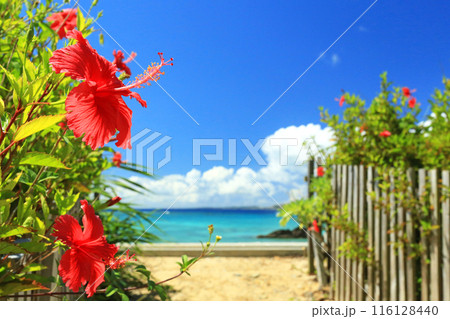 沖縄のイメージ　青い海と青い空と真っ赤なハイビスカス 116128440